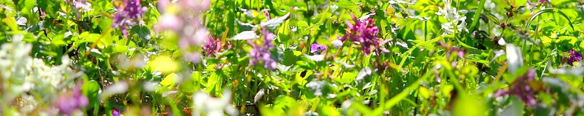 Detailfoto bloemen