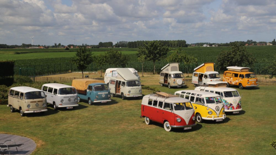 Verzameling Volkswagen busjes op stuk gras