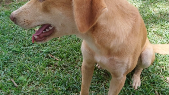 24 mei 2022 - Dit is de schoolhond! Hij waakt 's nachts trouw over de kindjes, zodat er geen indringers komen en dat de nanny gewaarschuwd wordt als er iets is.