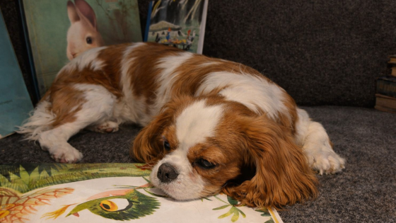 Luisterbeesten in de bib