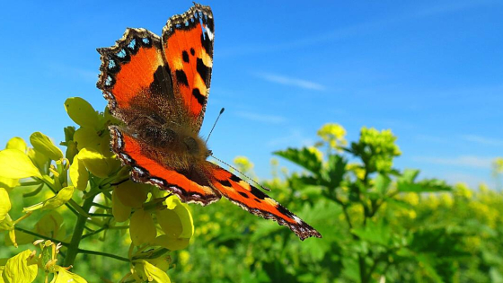 ZOMER