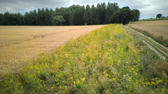 perceel landbouw