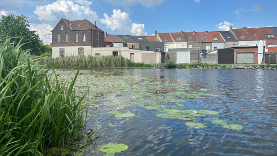 kanaal Bossuyt-Kortrijk. Je ziet wat gras op de voorgrond, waterlelies en de huizen langs de kant van het kanaal