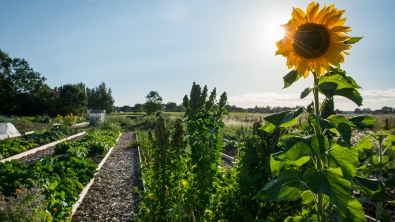 Volkstuintjes Ghellinck