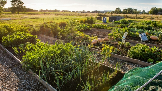Volkstuintjes Ghellinck