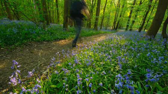 Bomen met hyacinten in Bellegembos