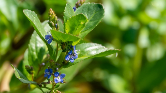 Natuurpunt werken Rotersmeers Bissegem