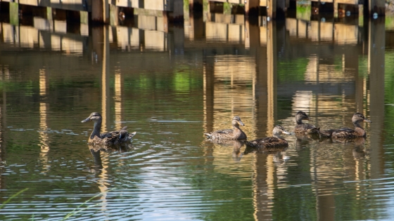 Natuurpunt werken Rotersmeers Bissegem