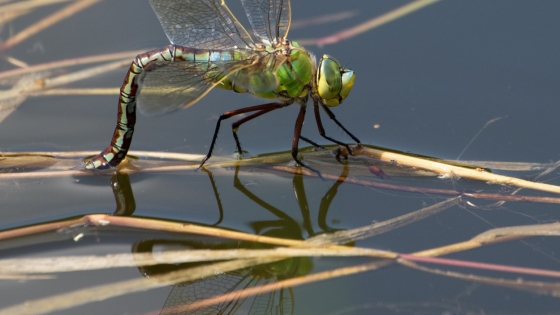 Natuurpunt werken Rotersmeers Bissegem