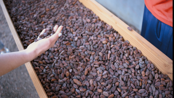 hand neemt cacaobonen vast