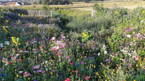 tuin