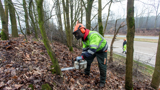 Man met beschermende kledij en helm zaagt een boom af op een berm. Hij gebruikt een kettingzaak