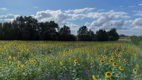 agro-ecologische strook
