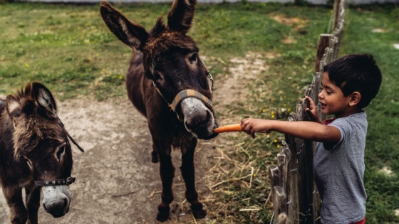 Foto kinderen met ezel.