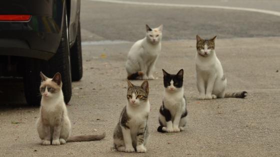zwerfkatten