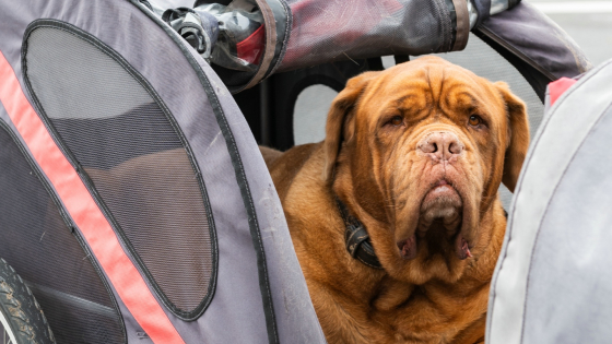 Hond in fietskar