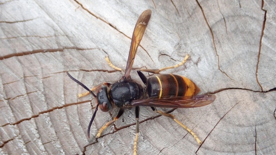 Foto Jens Dhaeseleer van een Aziatische hoornaar