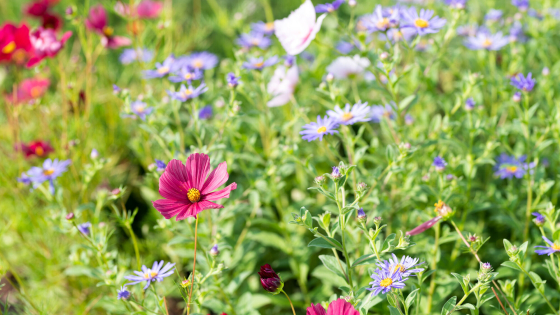 bloemen