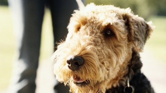 Hond