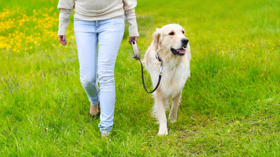 Hond wandelt aan leiband