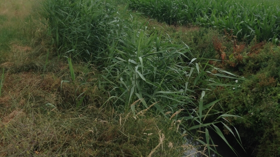 Foto van de Hellebeek
