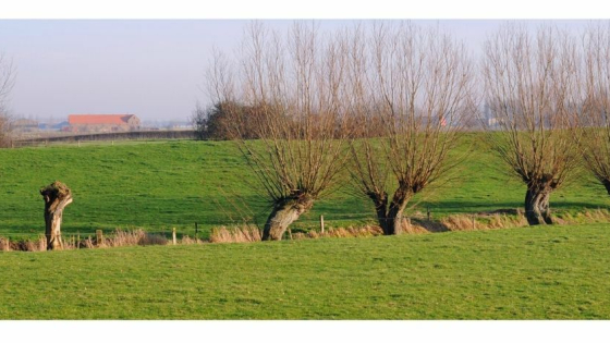 Kleine landschapselementen