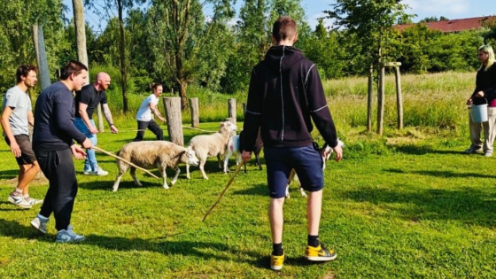een groep kinderen hoedt een kudde schapen