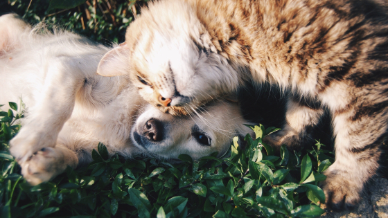 kat en hond knuffelen