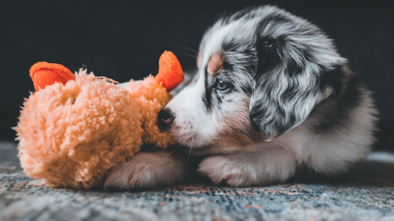 puppy