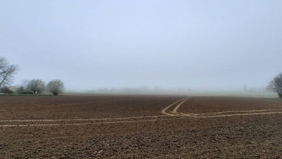 Foto veld in Rollegem