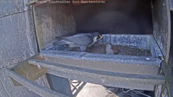 slechtvalk met kuiken