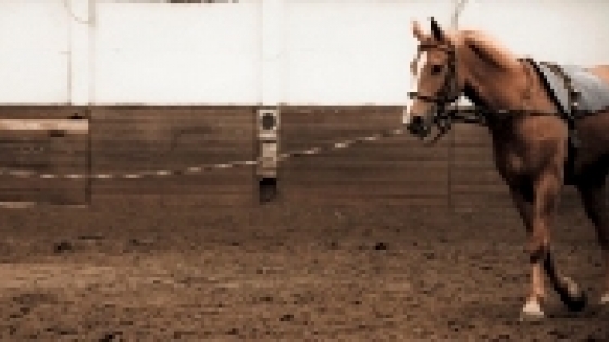 manege saeftinghe