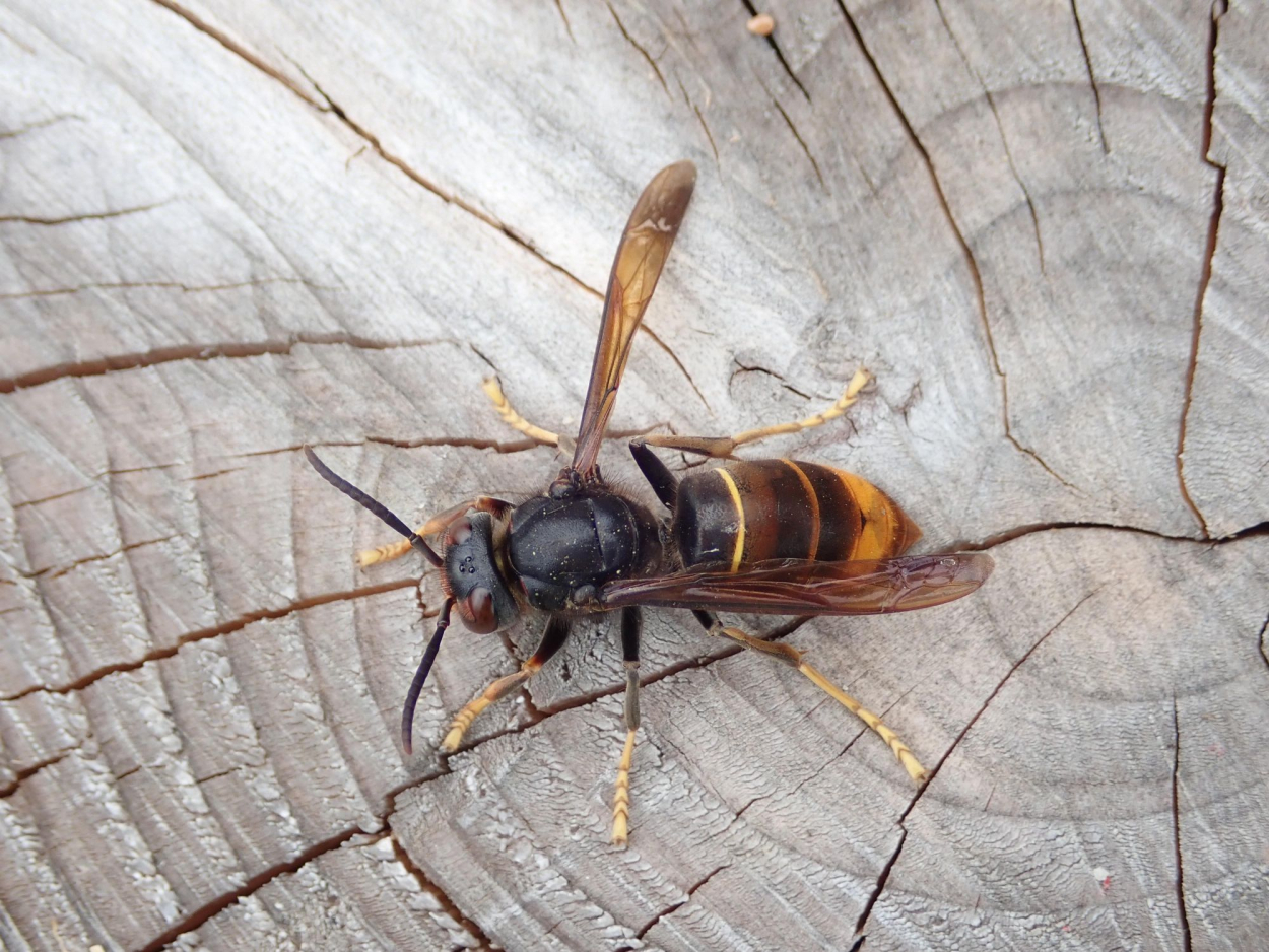 Foto Jens Dhaeseleer van een Aziatische hoornaar