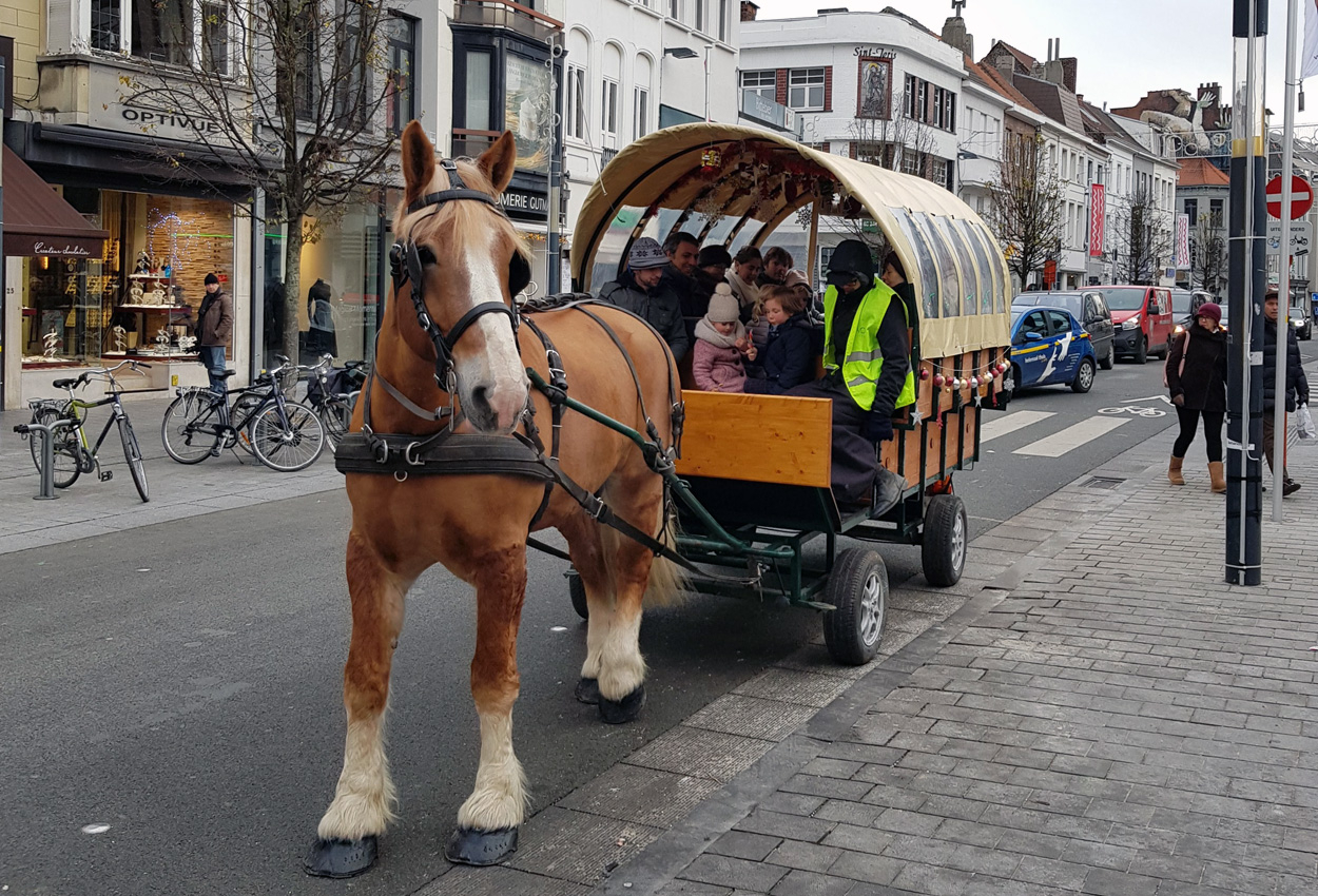 winterkoets