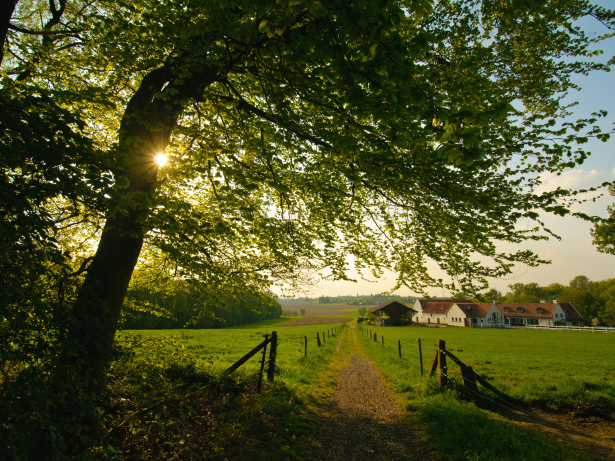 Een grote boom biedt bescherming tegen de felle zon