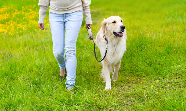 Hond wandelt aan leiband