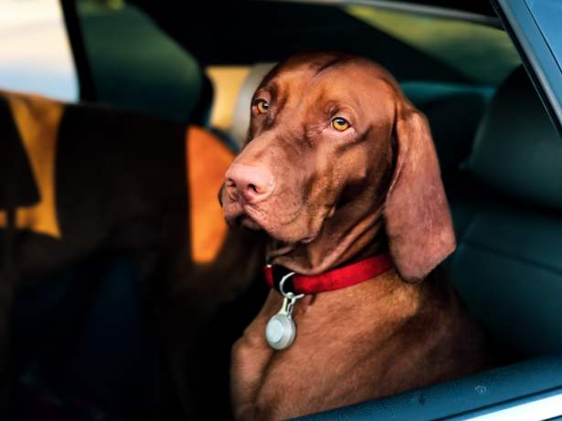 Bruine hond zit in een wagen. Hij kijkt door het open raam, hij draagt een rode halsband