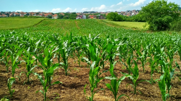 landbouw
