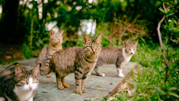 zwerfkatten